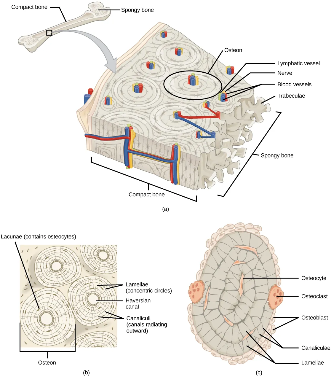 Illustration A shows a cross section of a long bone with wide protrusions at either end. The outer part is compact bone. Inside the compact bone is porous spongy bone made of web-like trabreculae. The spongy bone fills the wide part at either end of the bone. In the middle, a hollow exists inside the spongy bone. Illustration B shows several circular osteons clustered together in compact bone. At the hub of each osteon is an opening called the Haversian canal filled with blood and lymph vessels and nerves. The lamellae surrounding the Haversian canal resemble concentric circles. Lacunae are wide spaces that contain osteocytes, in the rings between the lamellae. Microchannels called canaliculi radiate through the rings out from the central Haversian canal, connecting the lacunae together. Illustration C shows small osteoblasts surrounding the outside of bone. Larger osteoclasts are also on the outer surface, forming a hollow in the bone. Osteocytes are long, thin cells in the lacunae.