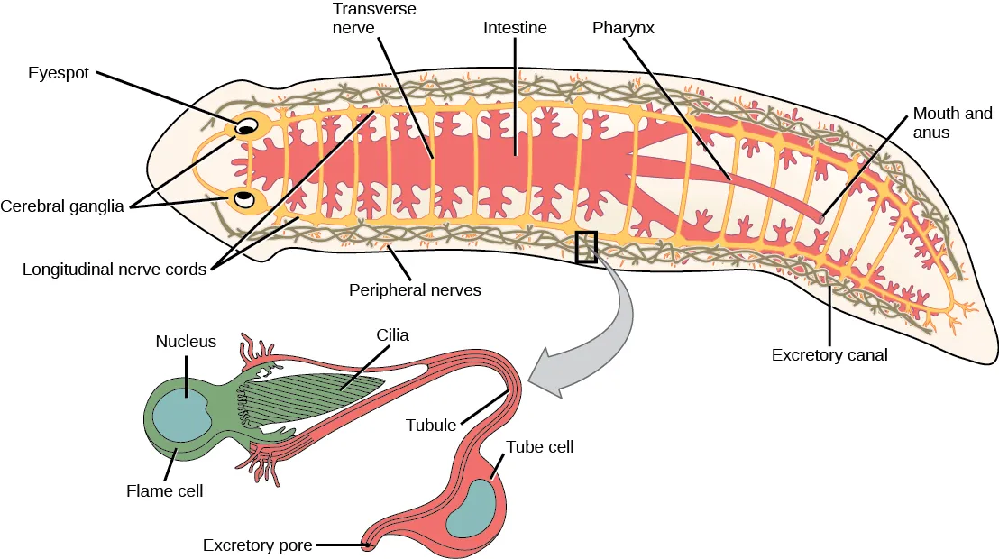 Illustration shows the digestive, nervous and excretory systems in a flat, worm-like planaria. The digestive system starts at the ventral mouth opening in the middle of the animal, and then extends to the head through the middle of the body, and along the sides of the body. Many lateral branches occur along the digestive system. The nervous system has 2 cerebral ganglia at the eyes in the head, and 2 ventral nerve cords with transverse connections along the length of the body to the tail. The excretory system is arranged in 2 long mesh-like structures down each side of the body.
