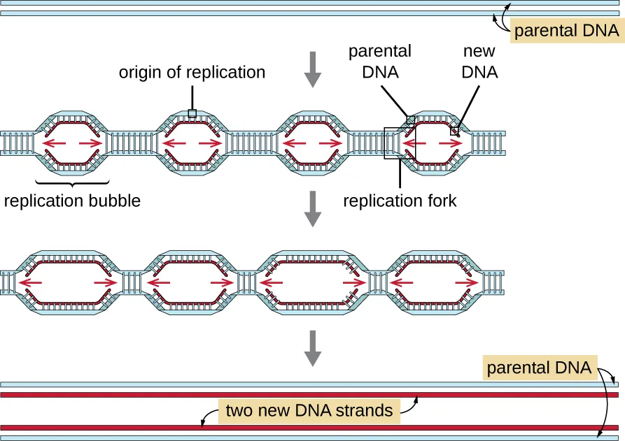 A diagram showing two strands of parental DNA. Descriptions below.