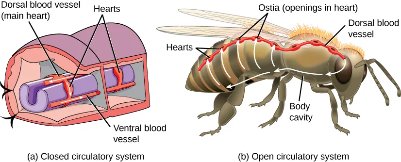 Examples of a closed and open circulatory system are shown. The closed circulatory system is depicted using a cross section of an earthworm. A purple tube with a C shaped cross section runs down the length of the organism. Two bands around the tube are labeled “Hearts.” A red tube running dorsal (on top of) to the purple tube is labeled “Dorsal blood vessel (main heart)” and a red tube running ventral (underneath) to the purple tube is labeled “Ventral blood vessel.” A honey bee is used to depict the open circulatory system. A red tube with that widens at regularly spaced intervals with holes at those wider spots runs along the dorsal aspect (top) of the honeybee. The wider areas are labeled “Hearts” and the holes are labeled, “Ostia (openings in heart).” The red tube is labeled, “Dorsal blood vessel.” A white arrow starting at the end of the tube at the honeybee head extends downward and along the ventral (bottom) aspect of the honeybee. This area is labeled, “Body cavity.” White arrows branch off this white arrow, extending upward back toward the red tube.