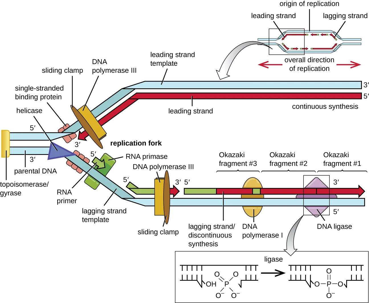 Diagram of DNA replication. Description below.