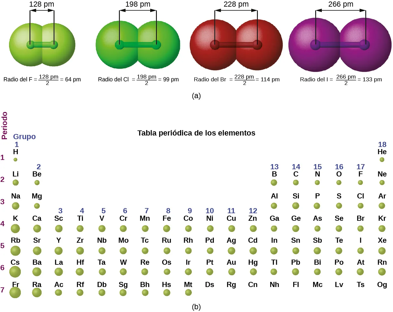 Esta figura tiene dos partes: a y b. En la figura a, se muestran cuatro moléculas diatómicas para ilustrar el método de determinación del radio atómico de un átomo. El primer modelo, en verde claro, se utiliza para encontrar el radio del átomo F. Dos esferas son empujadas con mucha fuerza. La distancia entre los centros de los dos átomos se indica encima del diagrama con una flecha de doble punta etiquetada como "128 picómetros (pm)". Los puntos finales de esta flecha se conectan a segmentos de línea que se extienden a los radios atómicos de abajo. Debajo de la molécula está la etiqueta: "El radio F es igual a 128 pm dividido entre 2 es igual a 64 pm." Los tres modelos siguientes se utilizan de forma similar para mostrar los radios atómicos de los átomos adicionales. La segunda molécula diatómica está en un tono más oscuro de verde. La distancia entre los radios es de 198 pm. Debajo de la molécula está la etiqueta: "El radio del Cl es igual a 198 pm dividido entre 2 es igual a 99 pm". La tercera molécula diatómica está en rojo. La distancia entre los radios es de 228 pm. Debajo de la molécula está la etiqueta: "El radio del Br es igual a 228 pm dividido entre 2 es igual a 114 pm". La cuarta molécula diatómica está en púrpura. La distancia entre los radios es de 266 pm. Debajo de la molécula está la etiqueta: "El radio del I es igual a 266 pm dividido entre 2 es igual a 133 pm". En la figura b, se utiliza un esquema de tabla periódica para comparar los tamaños relativos de los átomos, utilizando esferas verdes. No se proporcionan esferas para los elementos nobles o inertes del grupo de gases 18. Las tendencias generales observadas son el aumento del tamaño del círculo al pasar de arriba a abajo en un grupo, con una tendencia general al aumento de los radios atómicos hacia la esquina inferior izquierda de la tabla periódica.