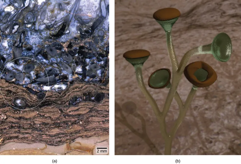 Part A is a photo of a rock marbled brown and black with multiple indentations and irregular, pockmarked features containing fossilized corms and rhizoids. A circle appears around a few large features to indicate the fossilized corms. Part B is a reconstruction of the fossilized remains that can be found in Part A, showing light green branches ending with larger brown bulbs.