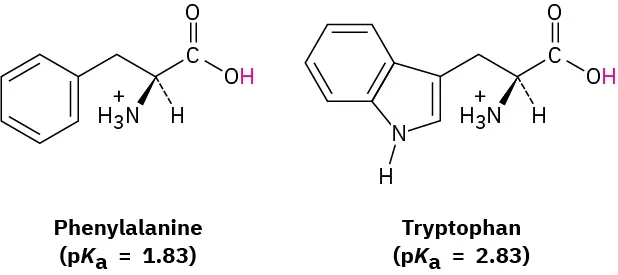 Structures of the amino acids phenylalanine and tryptophan. Both have carboxylic acid groups, alpha amino groups, and aryl groups. Tryptophan has nitrogen in ring system.