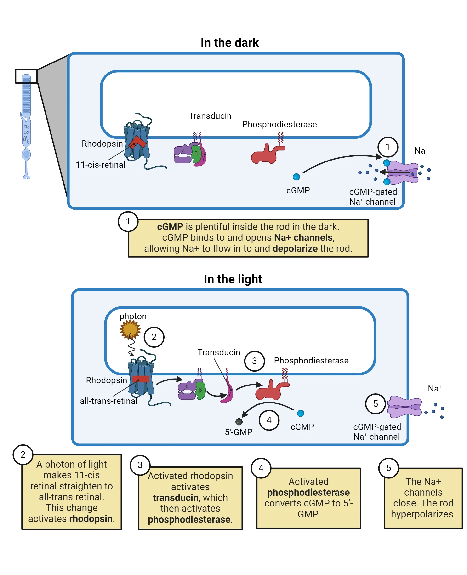 Diagram showing a small section of rod outer segment, with molecular detail of the disks inside them. In the dark, Na+ channels in the cell membrane are open because they are bound to cGMP on the intracellular side and Na+ is flowing in the cell. In the disk membrane, 3 proteins are shown spanning that disk membrane, with portions in the intracellular space. Those proteins are phosphodiesterase, transducing and rhodopsin. Inside rhodopsin, a bent molecule (11-cis-retinal) is shown. In the light, a photon of light makes 11-cis retinal straighten to all-trans retinal. This change activates rhodopsin. Activated rhodopsin activates transducin, which then activates phosphodiesterase. Activated phosphodiesterase converts cGMP to 5'-GMP. The Na+ channels close. The rod hyperpolarizes.