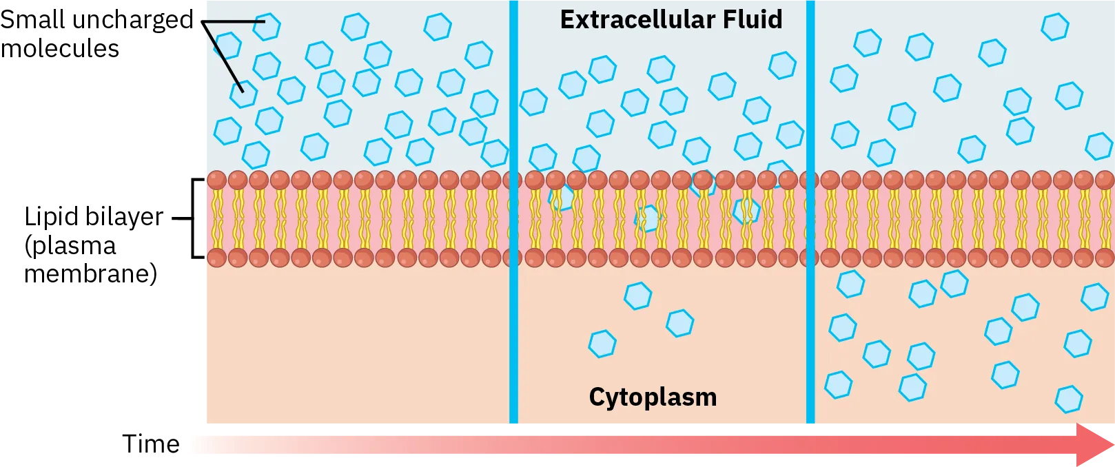 The simple diffusion of small uncharged molecules across the plasma membrane is shown. A red horizontal arrow pointing towards the right indicates the progress of time. The uncharged molecules are shown in blue and are present in higher numbers in the extracellular fluid. A few uncharged molecules cross the lipid bilayer to the cytoplasm and their number increases with time.