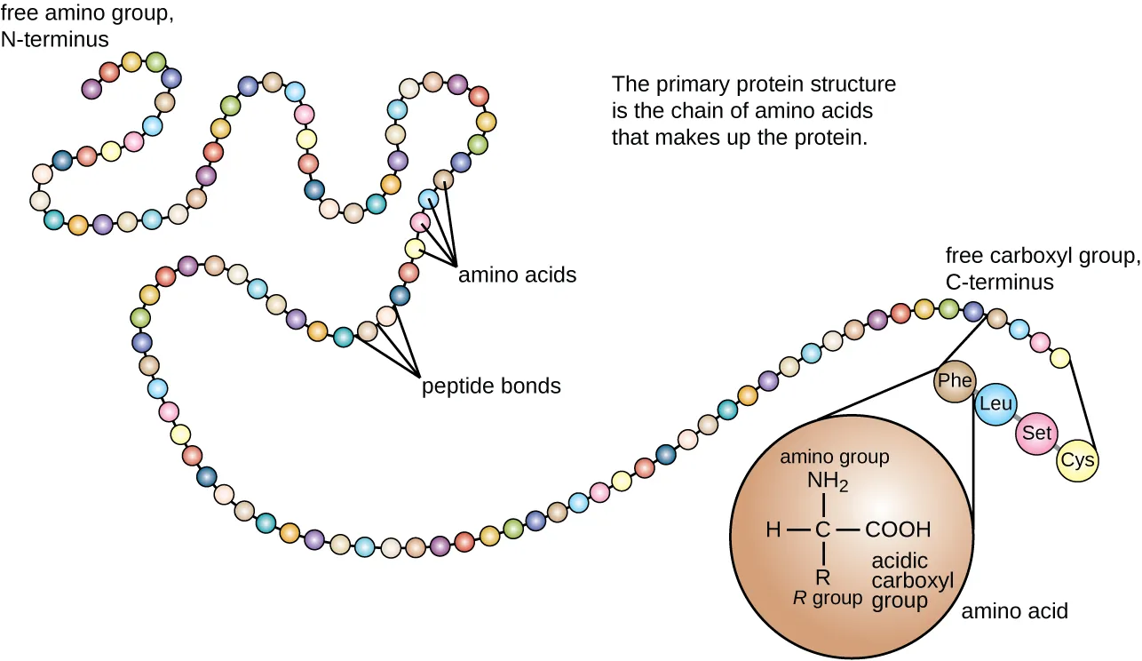 The primary structure of a protein. Description below.