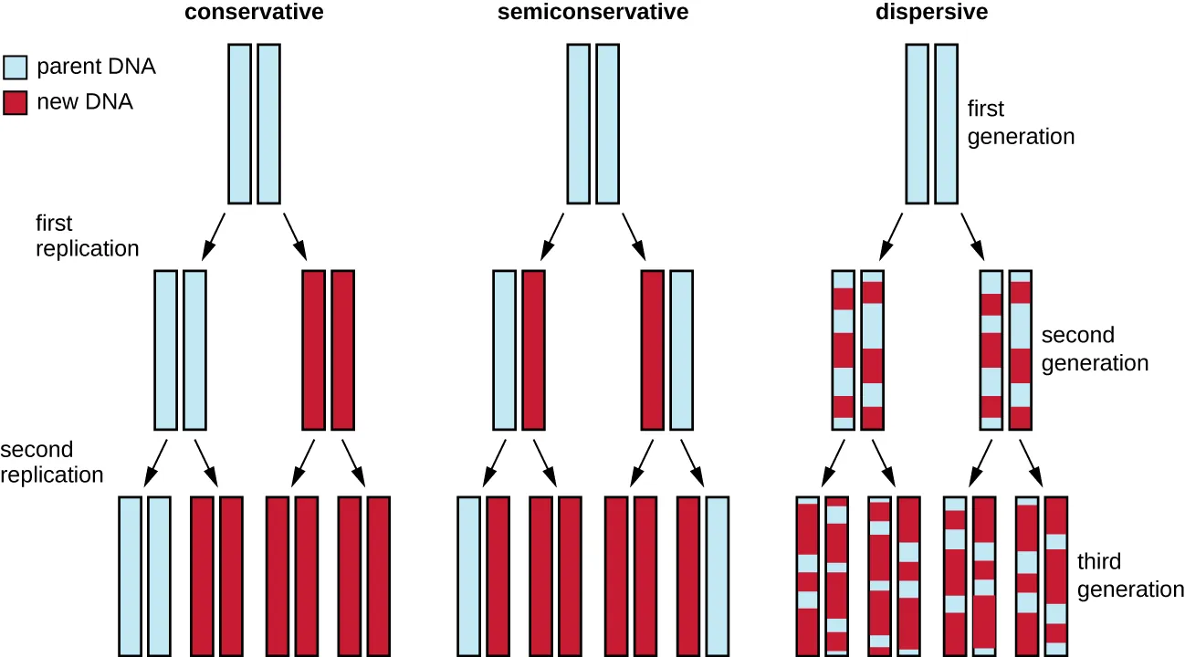 Diagram showing 3 models of DNA replication. Description below.