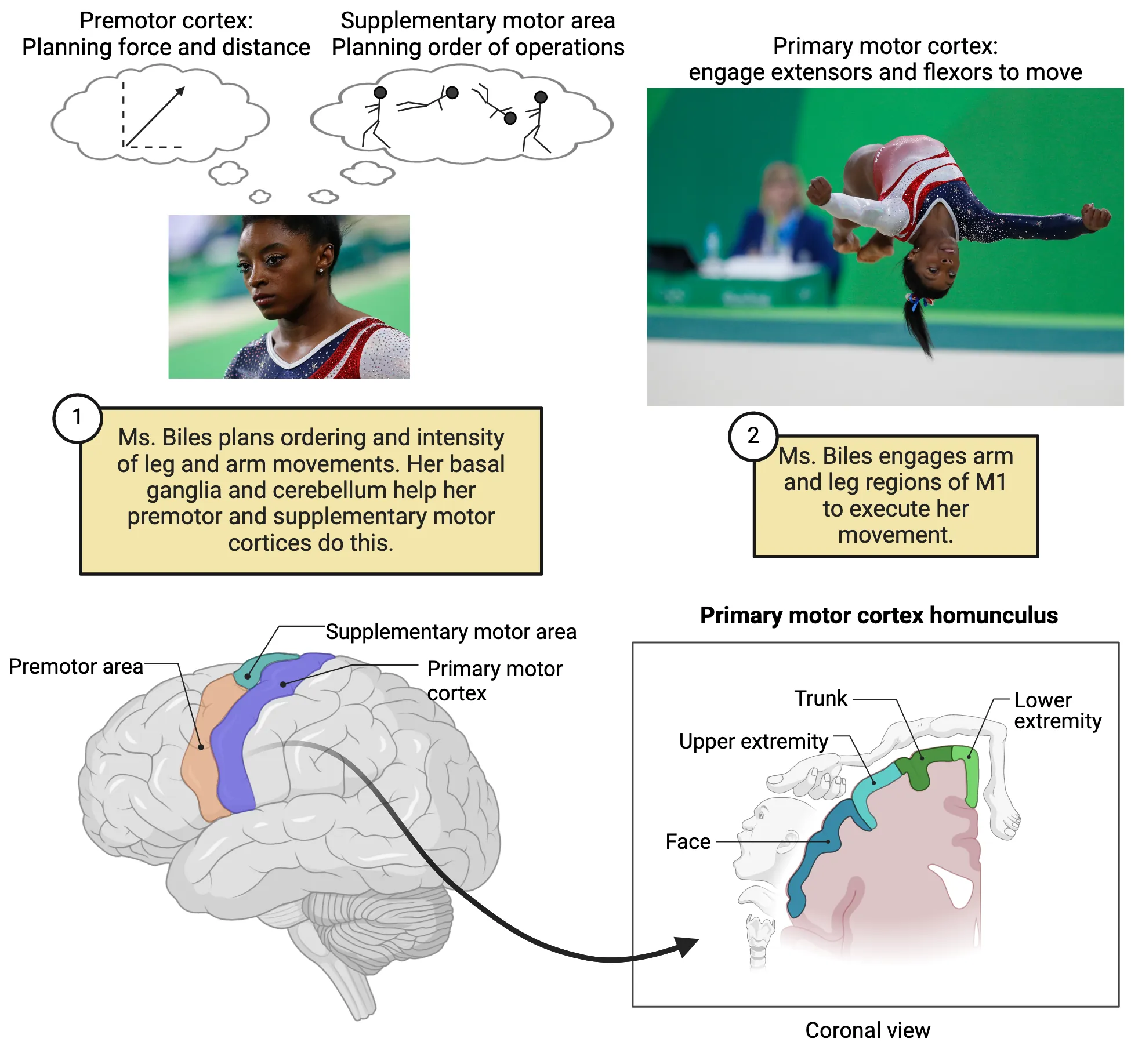 Top: Left: Photo of gymnast Simone Biles's face/head. Thought bubble above her head indicate 'premotor cortex: planning for and distance' and 'supplementary motor area: planning order of operations.' Right: Picture of Simone Biles flipping in the air. text indicates 'Primary motor cortex: engage extensors and flexors to move'. Bottom: Left: Diagram of human brain surface with highlighting to show premotor area, supplementary motor area and primary motor cortex. Right: coronal view of major divisions of primary motor cortex, showing drawings of represented body parts lying along the surface of the cortex.