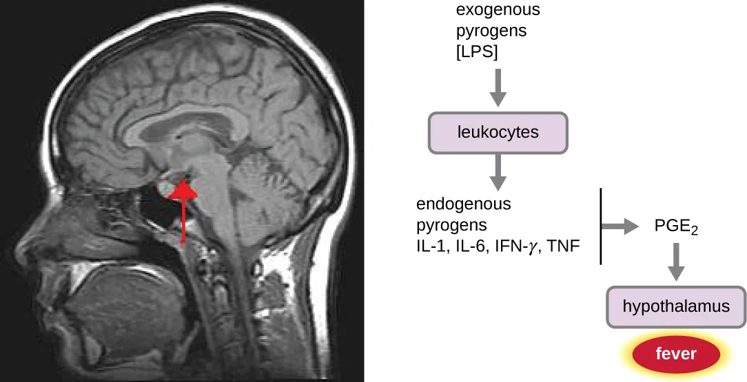 The role of the hypothalamus in the inflammatory response. Description below.