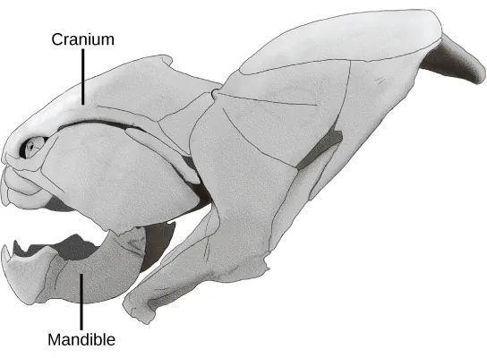 The cranium wraps around the upper part of the head. The mandible is the lower jaw. Other bones complete the skull.