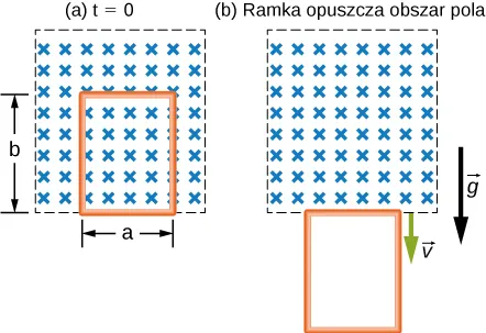 Części a oraz b rysunku przedstawiają kwadratowy obszar, w którym istnieje jednorodne pole magnetyczne o indukcji B – prostopadłe do płaszczyzny tegoż rysunku. Pole to zwrócone jest do płaszczyzny rysunku. Na rysunku, w jego płaszczyźnie – znajduje się prostokątna ramka. Dłuższe, pionowe boki ramki mają długość b. Krótsze boki ramki są poziome, a ich długość wynosi a. Część a rysunku przedstawia położenie ramki w chwili t=0. Dolny, krótszy bok ramki znajduje się na dolnej granicy obszaru pola magnetycznego, a ramka w całości znajduje się w tym obszarze. Część b rysunku przedstawia położenie ramki w chwili, w której, przemieszczając się ku dołowi rysunku – opuszcza ona w całości obszar pola. Górny, poziomy, krótszy bok ramki znajduje się wówczas na granicy tego obszaru W połowie długości krótszego, dolnego, poziomego boku ramki – przyłożony jest pionowy wektor prędkości v. Wektor ten zwrócony jest ku dołowi rysunku. Na rysunku zaznaczony jest także pionowy, zwrócony ku dołowi tegoż rysunku – wektor przyspieszenia ziemskiego g.