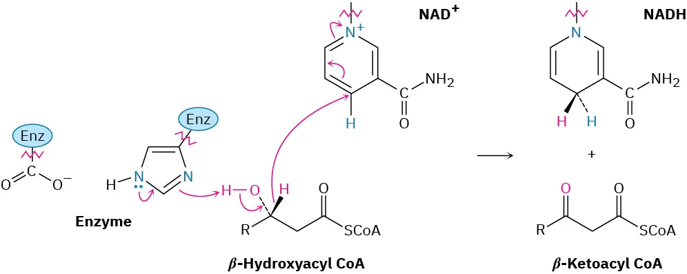 Enzyme reacts with beta-hydroxyacyl coenzyme A and nicotinamide dinucleotide cation to form nicotinamide adenine dinucleotide hydride, and beta ketoacyl coenzyme A. The reaction mechanism is depicted by arrows.