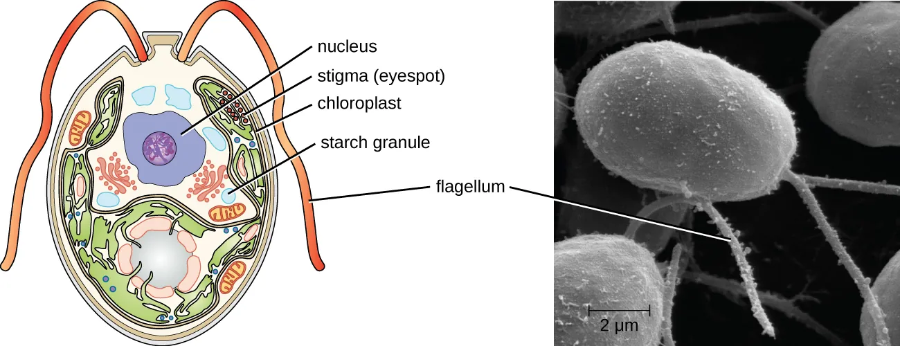 Chlamydomonas. Description below.