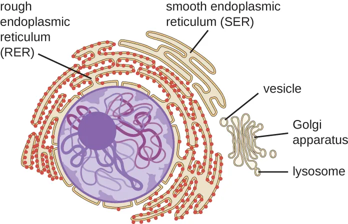 The endomembrane system. Description below.