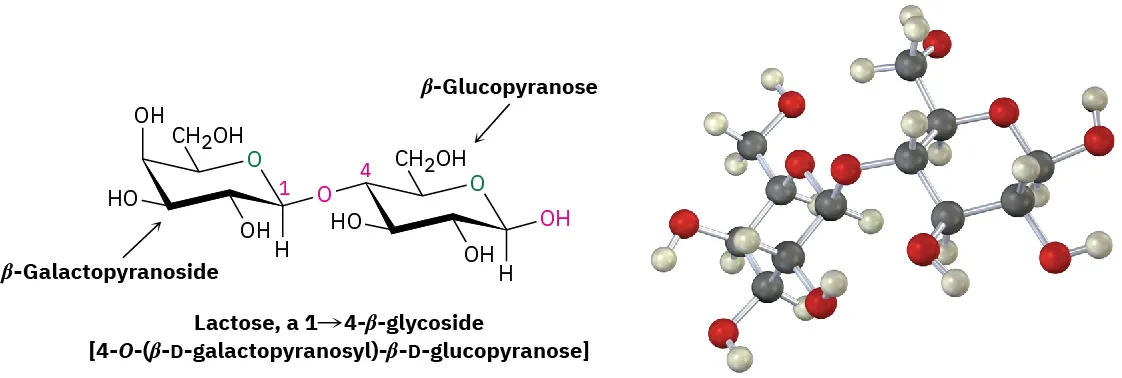 The structure and ball-and-stick model of lactose which is a 1,4-beta-glycoside. The beta-glucopyranose and beta-galactopyranoside in the structure are labeled.