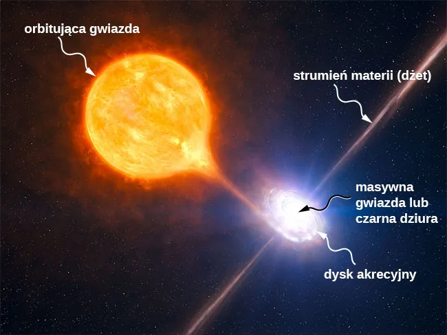 Ilustracja akrecji z orbitującej gwiazdy przez masywny obiekt. Duża gwiazda jest pokazana w pobliżu małego, masywnego obiektu. Pokazano świecącą materię ściąganą z gwiazdy na dysk spiralny, oznaczony etykietą dysk akreacyjny, okrążający masywny obiekt. Jasna linia prostopadła do dysku rozciąga się od środka masywnego obiektu w górę oraz w dół i jest oznaczony jako strumień materii (dżet).