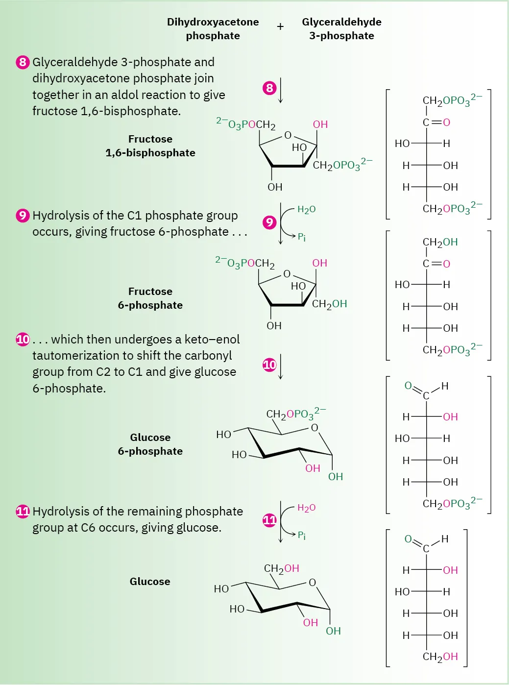 The remaining four steps of the biosynthesis of glucose from dihydroxyacetone phosphate, fructose 6-phosphate, and  glucose 6-phosphate intermediates.