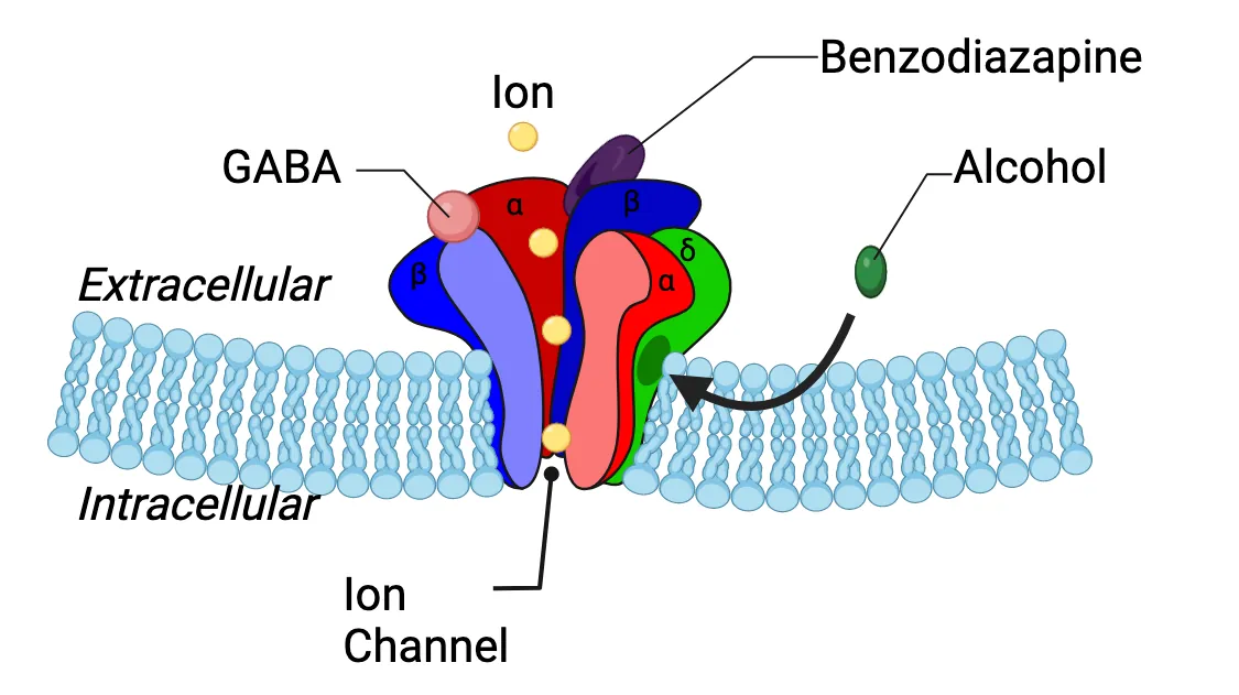 Diagram of a GABA-A receptor in a cell membrane, showing how sedatives (benzodiazepine, alcohol) bind at different sites than GABA to help open the ion pore.