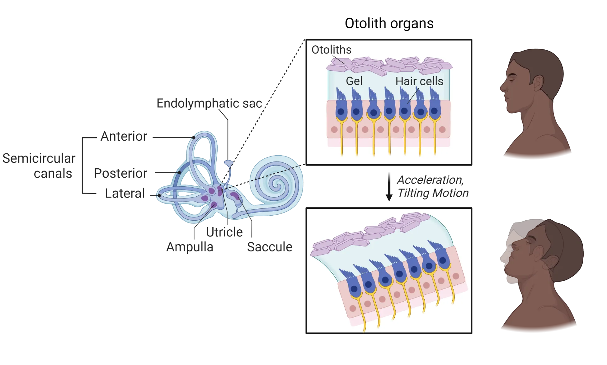 Diagram of the otolith organs, showing hair cells embedded in gel with otoliths (rectangular stones) on top of the gel. Upper panel shows hair cells still with head still. Lower panel shows head nodding up-down, with represented pull of otoliths by that acceleration force to deflect the hair cells and initiate neural transmission.