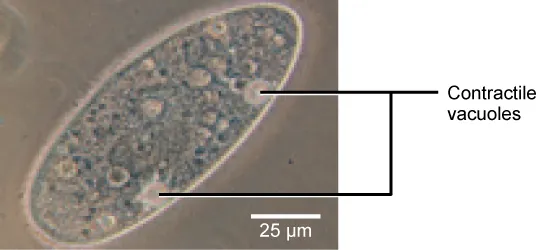 A bright field light microscopy shows an oval-shaped cell. Contractile vacuoles are prominent structures embedded in the cell membrane that pump out water.