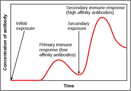 A graph plots antibody concentration over time during primary and secondary immune response. During the primary immune response, a low concentration of antibody is produced. Antibody is only produced after a delay from the time of the initial exposure. During the secondary immune response, about three times as much antibody is produced, and production begins much more quickly after the secondary exposure.