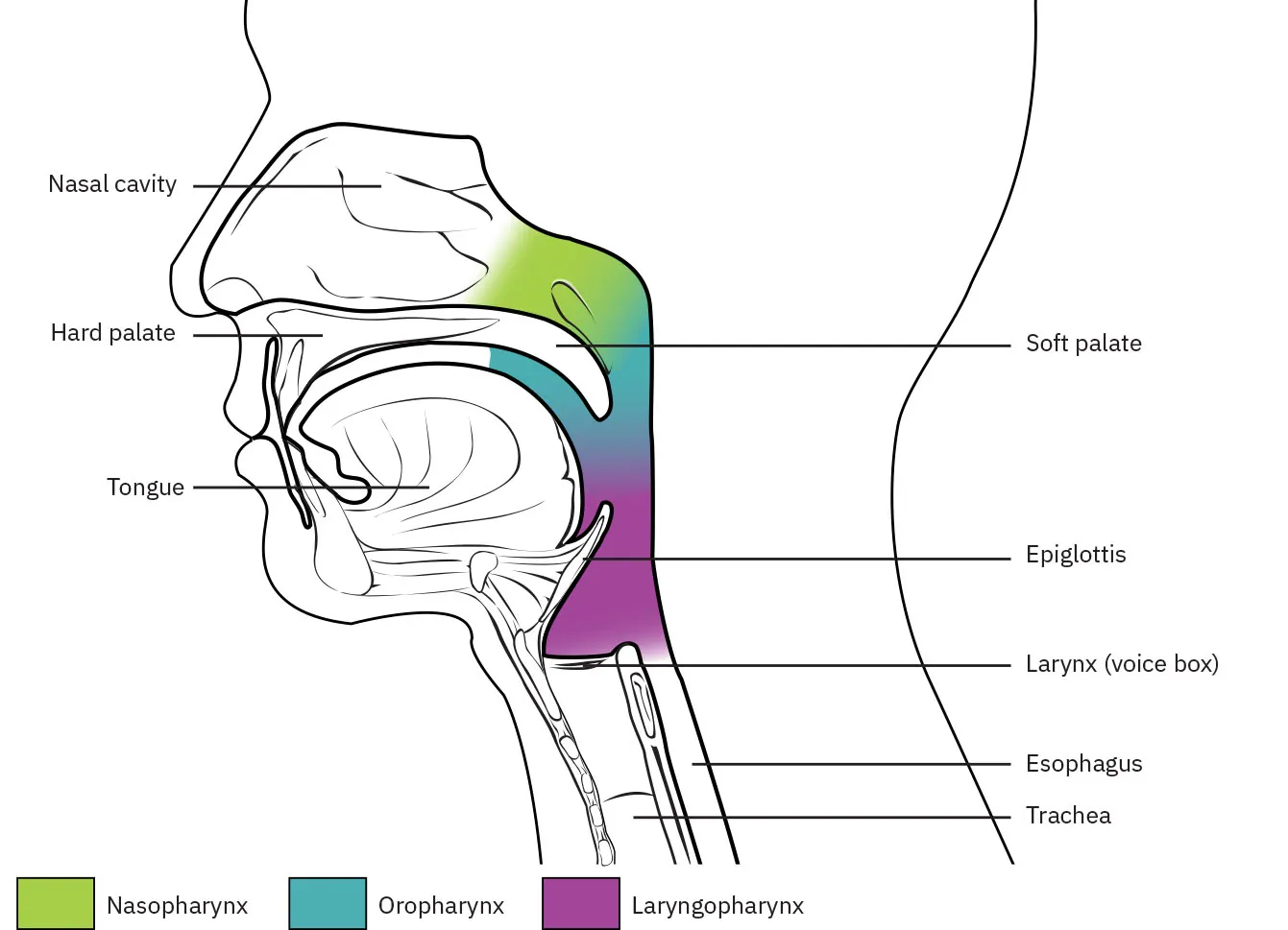 Diagram of pharynx showing locations of nasopharynx, oropharynx, and laryngopharynx; labeling nasal cavity, hard palate, soft palate, tongue, epiglottis, larynx (voice box), esophagus, trachea