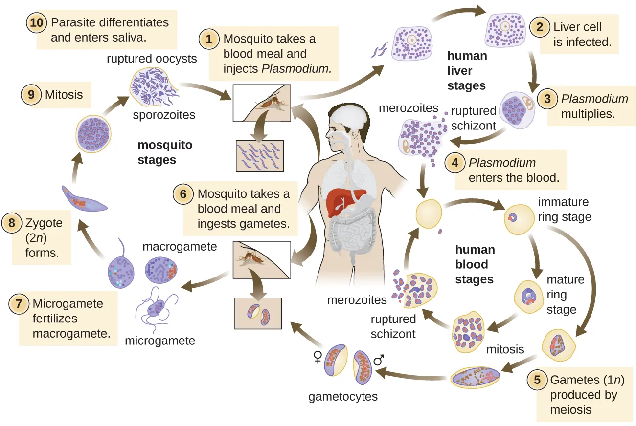 Life cycle of Plasmodium. Description below.