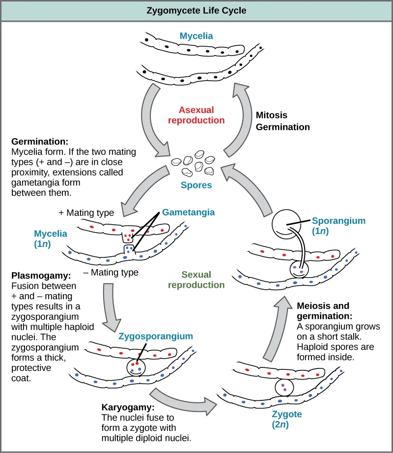 The asexual and sexual life cycles of zygomycetes are shown. In the asexual life cycle, 1n spores undergo mitosis to form long chains of cells called mycelia. Germination results in the formation of more spores. In the sexual life cycle, spores germinate to form mycelia with two different mating types: plus and minus. If the plus and minus mating types are in close proximity, extensions called gametangia form between them. In a process called plasmogamy, the gametangia fuse to form a zygosporangium with multiple haploid nuclei. A thick, protective coat forms around the zygosporangium. In a process called karyogamy, the nuclei fuse to form a zygote with multiple diploid (2n) nuclei. The zygote undergoes meiosis and germination. A sporangium grows on a short stalk. Haploid spores are formed inside. The spores germinate, ending the cycle.