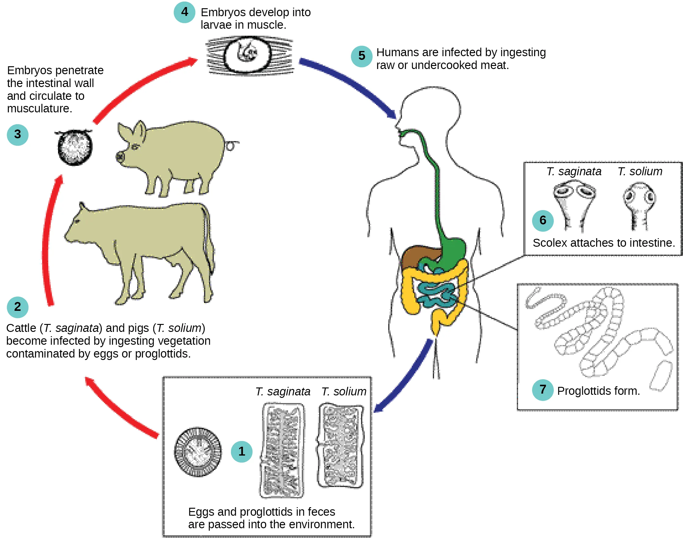 The tapeworm life cycle begins when (1) eggs or tapeworm segments, called proglottids, pass from human feces into the environment. Taenia saginata infects cattle and Taenia solium infects pigs when (2) they eat contaminated vegetation. The embryo penetrates the animal intestinal wall (3) and takes up residence in muscle tissue, where it transforms into the larval form (4). Humans who consume raw or undercooked infected meat become infected (5) when the tapeworm attaches itself to the intestinal wall via suckers or hooks on the scolex, or head (6). The mature worm produces proglottids and eggs, which pass from the body in feces (7), completing the cycle.