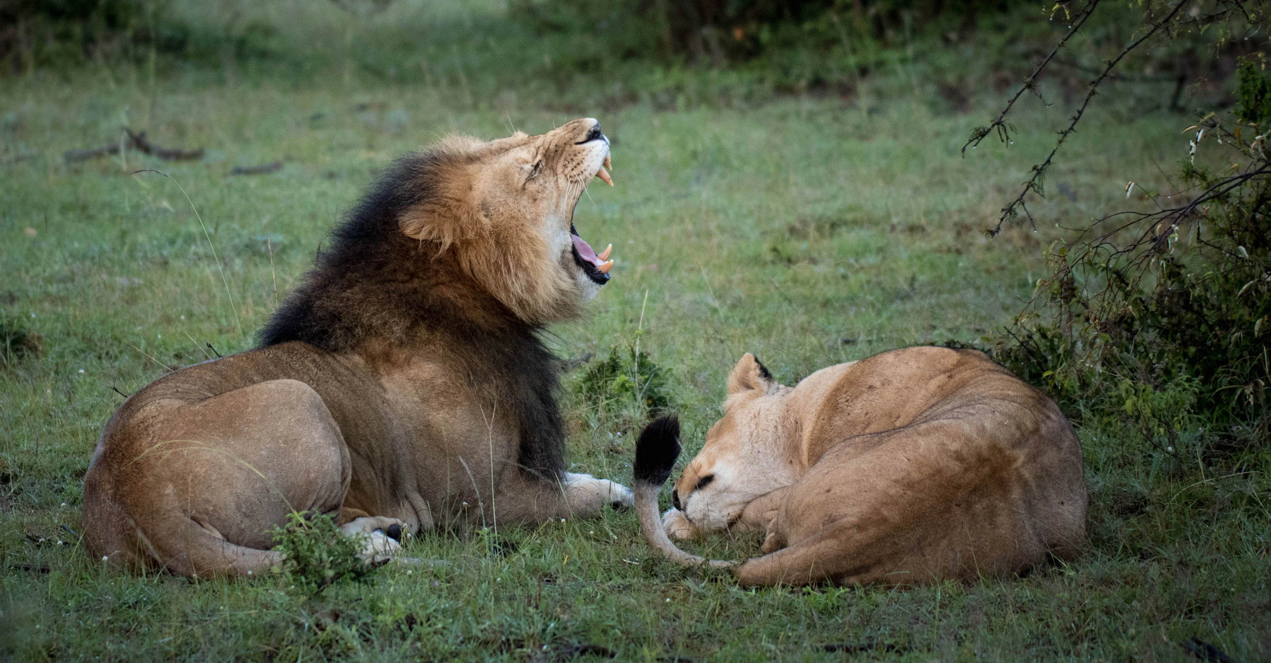 Two lions lie in the grass. A male is yawning, face to the sky, and a female is sleeping with her head down.