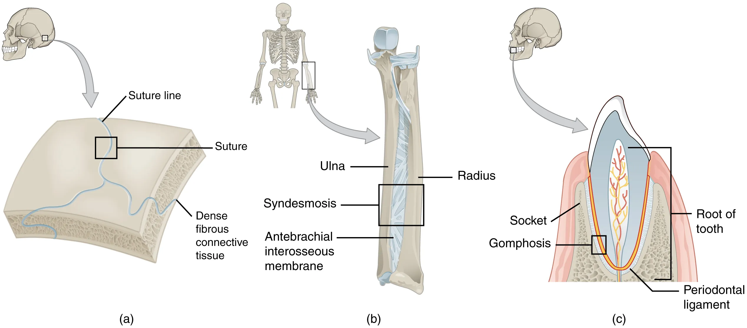 This figure shows the different types of fibrous joints. The right panel shows sutures, the middle panel shows an interosseous membrane, and the left panel shows a gomphosis.