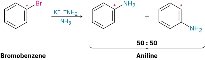 Bromobenzene reacts with potassium amide in the presence of ammonia to form two aniline compounds. C 1 of both reactants and products are labeled with an asterisk.