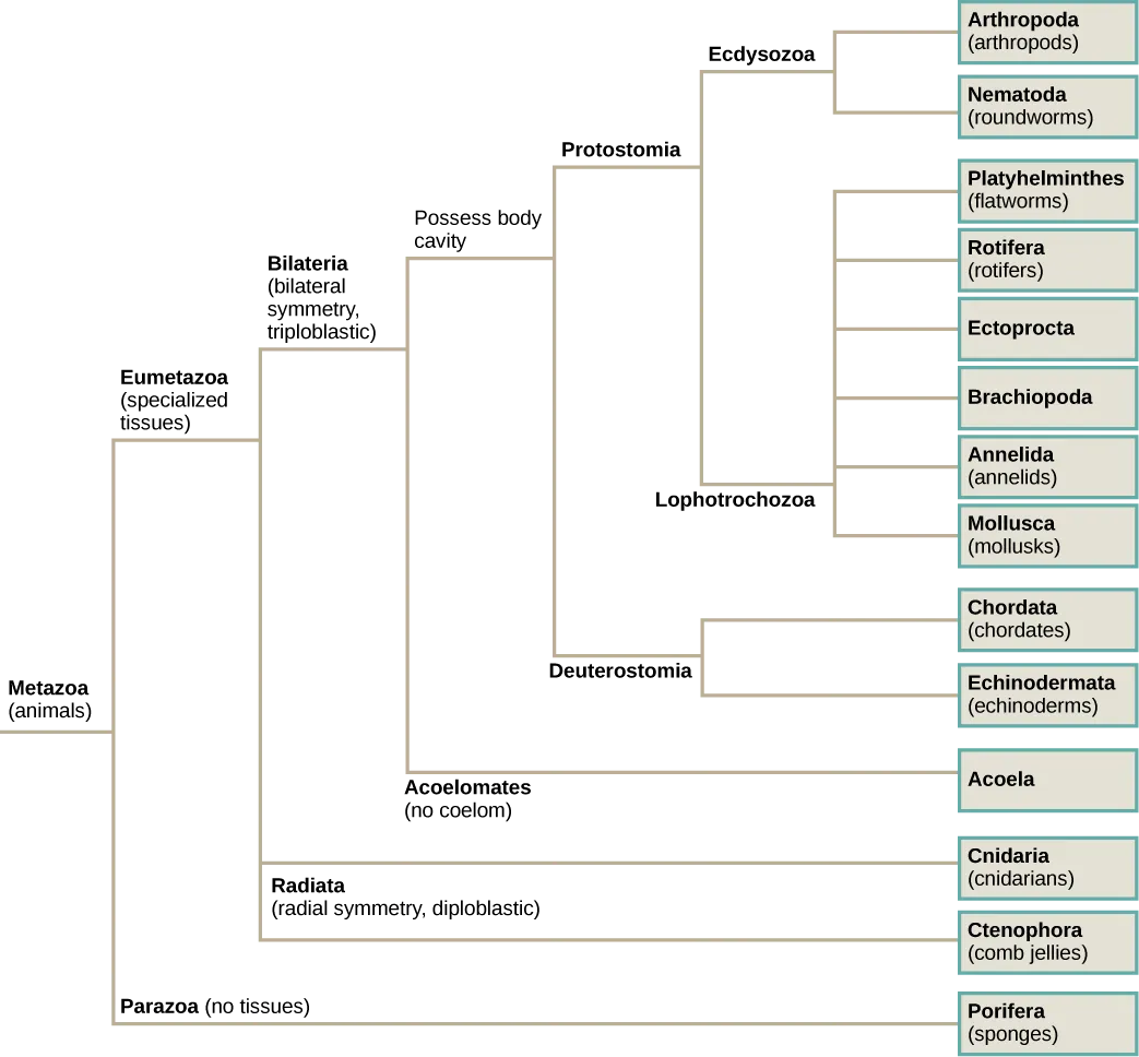 The phylogenetic tree of metazoans, or animals, branches into parazoans with no tissues and eumetazoans with specialized tissues. Parazoans include Porifera, or sponges. Eumetazoans branch into Radiata, diploblastic animals with radial symmetry, and Bilateria, triploblastic animals with bilateral symmetry. Radiata includes cnidarians and ctenophores (comb jellies). Bilateria branches into Acoela, which have no body cavity, and Protostomia and Deuterostomia, which possess a body cavity. Deuterostomes include chordates and echinoderms. Protostomia branches into Lophotrochozoa and Ecdysozoa. Ecdysozoa includes arthropods and nematodes, or roundworms. Lophotrochozoa includes Mollusca, Annelida, Brachopoda, Ectoprocta, Rotifera, and Platyhelminthes.