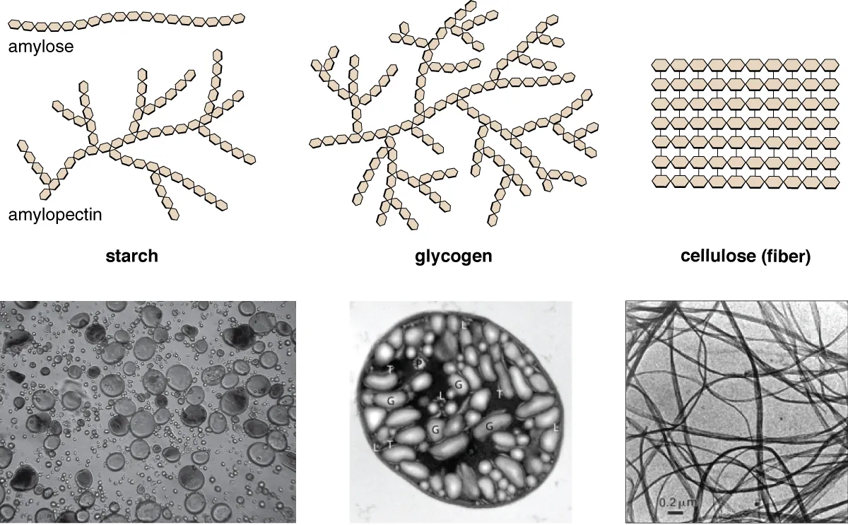 Polysaccharides. Description below.