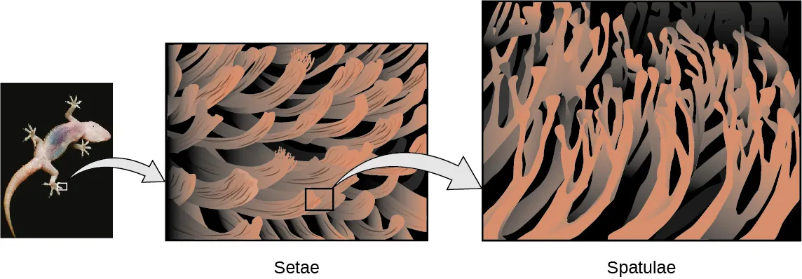 Se muestran tres figuras. La primera es una foto de la parte inferior de la pata de una salamanquesa. La segunda es una versión más grande que muestra los pelillos. La tercera es una versión más grande de los pelillos que muestra las espátulas.