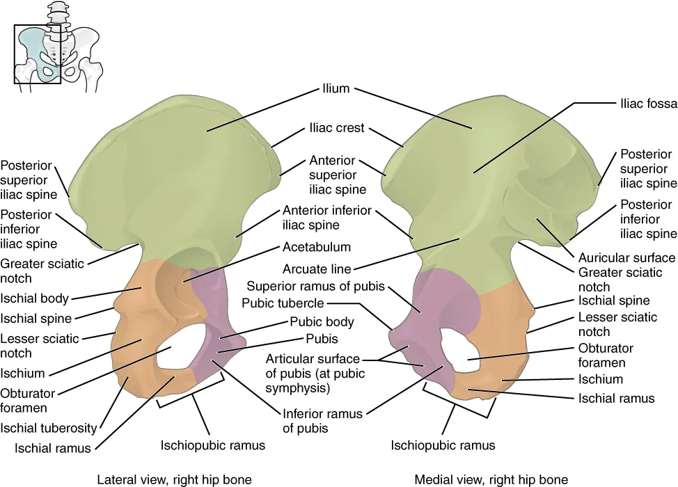 This figure shows the right hip bone. The left panel shows the lateral view, and the right panel shows the medial view.