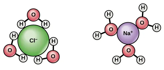 When sodium chloride dissolves in water, the positively charged sodium ions interact with the oxygen of water, and the negatively charged chlorine ions interact with the hydrogen of water. A negatively charged chlorine ion is shown surrounded by water molecules whose hydrogen atoms are oriented inward toward the chlorine ion. A positively charged sodium ion is shown surrounded by water molecules whose oxygen atoms are oriented inward toward the sodium ion.chloride dissolves in water, the positively charged sodium ions interact with the oxygen of water, and the negatively charged chlorine ions interact with the hydrogen of water.