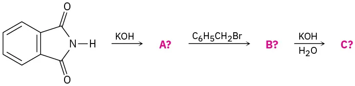 Isoindoline-1,3-dione reacts with potassium hydroxide to form unknown A. This reacts with (bromomethyl)benzene to form unknown B. This reacts with potassium hydroxide and water to form unknown C.
