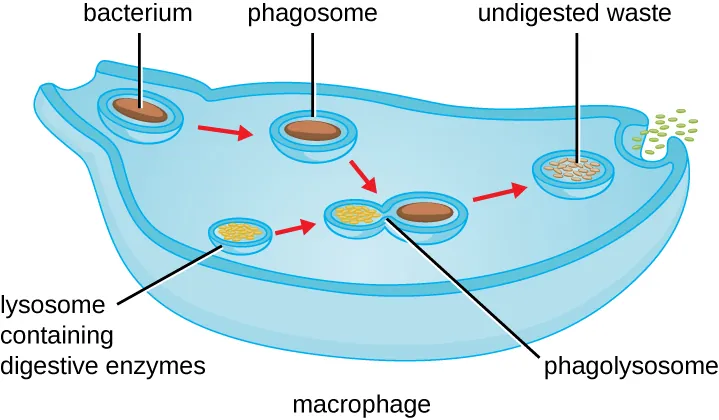 The stages of phagocytosis. Description below.