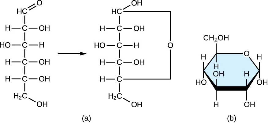 Linear carbohydrate forms a ring. Description below.