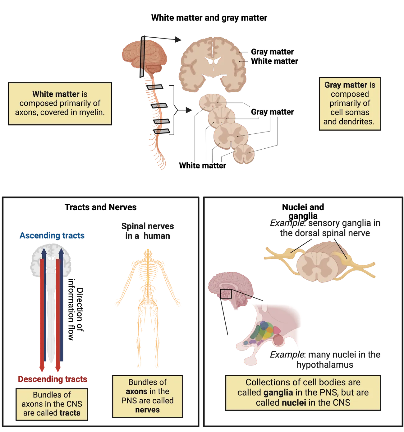 Three part diagram. 1) Diagram of a human brain and spinal cord, with cross sections shown with gray matter and white matter labeled. In the brain, gray matter is exterior and white matter is interior. In the spinal cord, this arrangement is switched. 2) Tracts and nerves: diagram showing directional arrows to represent ascending tracts or bundles of axons (into the brain) and descending tracts (away from the brain) in the CNS plus a diagram of human spinal nerves (which are bundles of axons). 3) Nuclei and ganglia: Diagram of sensory ganglia in the dorsal spinal nerve as a bulge in the nerves leaving a cross-section of spinal cord; this is an example of peripheral collection of cell bodies or ganglia. Diagram of human hypothalamus with many circles show to represent clusters of cell bodies known as nuclei in the CNS.