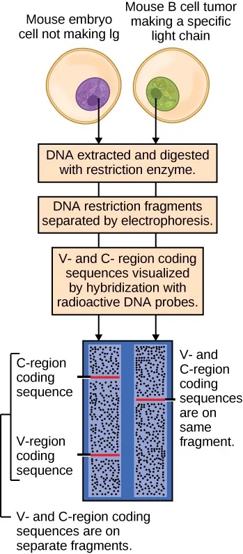 The flow diagram shows a mouse embryo not making Ig on the left and a mouse B cell tumor making a specific light chain on the right. Arrows from each cell lead to a box that reads: DNA extracted and digested with restriction enzyme. Arrows then point to a box that reads: DNA restriction fragments separated by electrophoresis. Arrows then point to a box that reads: V- and C-region coding sequences visualized by hybridization with radioactive DNA probes. The left arrow then points to an illustration showing V- and C-region coding sequences on separate fragments. The right arrow then points to an illustration showing V- and C-region coding sequences on the same fragment.