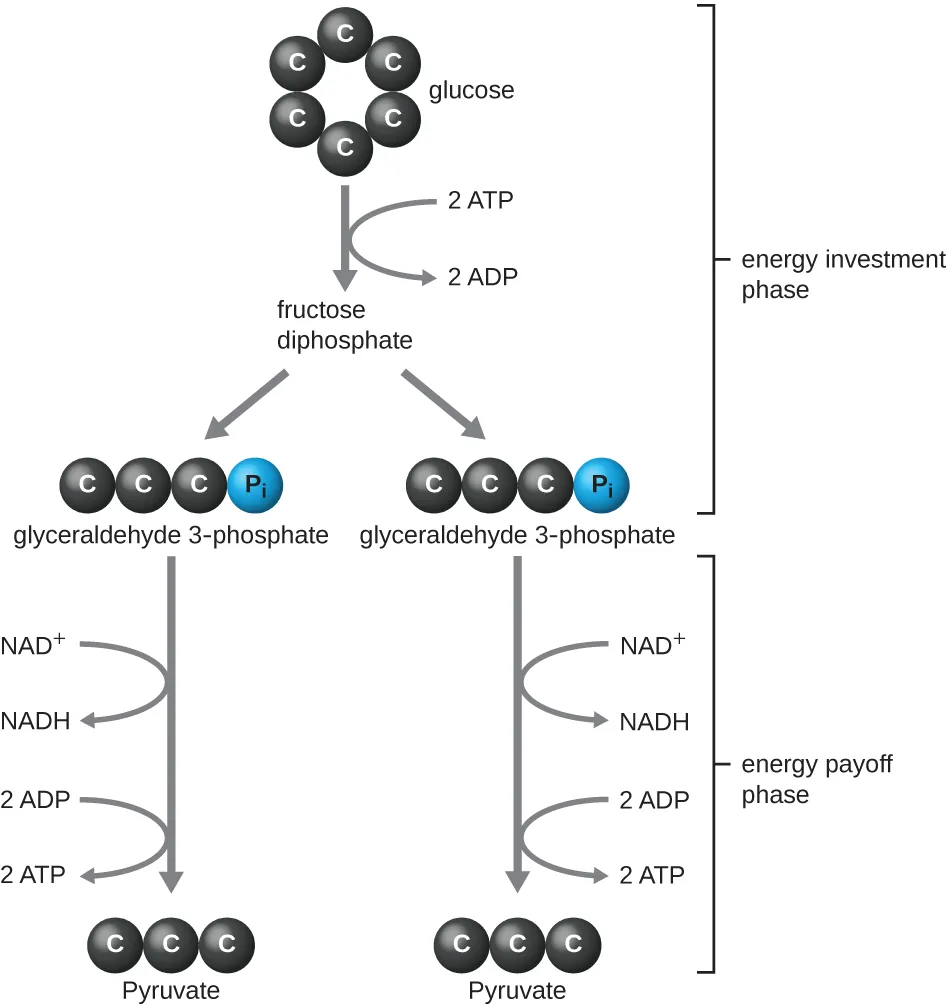 Glycolysis. Description below.