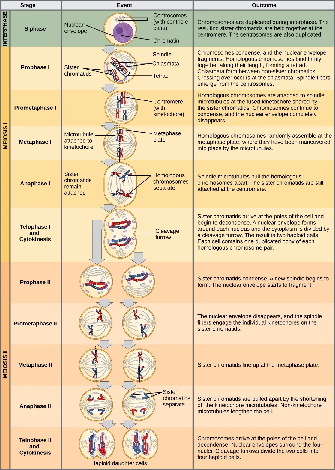 This illustration outlines the stages of meiosis. In interphase, before meiosis begins, the chromosomes are duplicated. Meiosis I then proceeds through several stages. In prophase I, the chromosomes begin to condense and the nuclear envelope fragments. Homologous pairs of chromosomes line up, and chiasmata form between them. Crossing over occurs at the chiasmata. Spindle fibers emerge from the centrosomes. In prometaphase I, homologous chromosomes attach to the spindle microtubules. In metaphase I, homologous chromosomes line up at the metaphase plate. In anaphase I, the spindle microtubules pull the homologous pairs of chromosomes apart. In telophase I and cytokinesis, the sister chromatids arrive at the poles of the cell and begin to decondense. The nuclear envelope begins to form again, and cell division occurs. Meiosis II then proceeds through several stages. In prophase II, the sister chromatids condense and the nuclear envelope fragments. A new spindle begins to form. In prometaphase II, the sister chromatids become attached to the kinetochore. In metaphase II, the sister chromatids line up at the metaphase plate. In anaphase II, the sister chromatids are pulled apart by the shortening spindles. In telophase II and cytokinesis, the nuclear envelope forms again and cell division occurs, resulting in four haploid daughter cells.