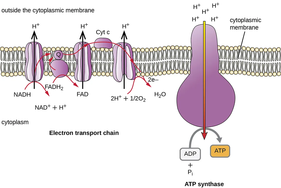 ATP synthase. Details below.