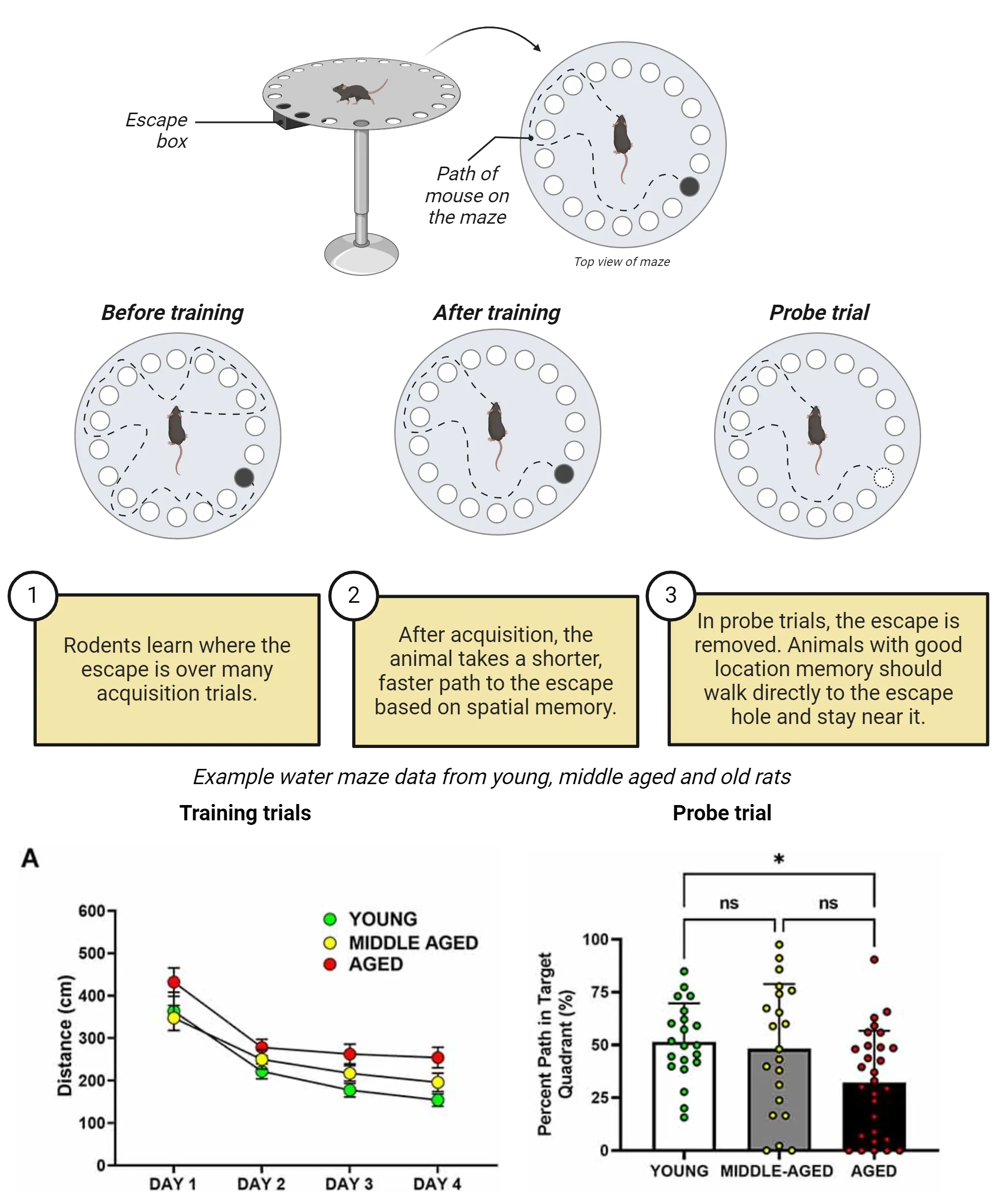 Top shows a diagram of barnes maze task. The maze is a circular platform with holes around the edges. One hole has an escape box under it. Rodents learn where the escape is over many acquisition trials. A mouse is shown finding the escape hole with shorter path distance over training. In probe trials, the escape is removed. Animals with good location memory should walk directly to the escape hole and stay near it. Bottom shows two graphs. One is a line graph of distance (cm) over days. Young, middle aged and aged rats decrease distance over days of training trials, though young does so faster than middle which is faster than aged. A bar graph shows percent path in target quadrant in probe trial. Aged rats shows less percent time than young and middle aged.
