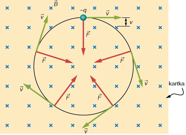 Ilustracja ruchu naładowanej cząstki w jednorodnym polu magnetycznym. Pole magnetyczne skierowane jest do wewnątrz strony. Cząstka jest ujemna i porusza się w kręgu zgodnie z kierunkiem ruchu wskazówek zegara. Jej prędkość jest styczna do okręgu, a siły zwrócone są cały czas do środka okręgu. 
