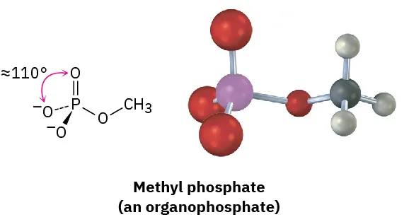 The chemical structure and ball and stick model of methyl phosphate (an organophosphate). The oxygen-oxygen bond angle is nearly 110 degrees.