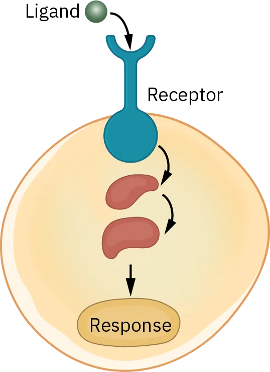 A diagram shows a ligand entering a receptor. Once the ligand enters the receptor, it causes a response in the cell.